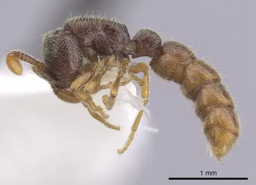 Zasphinctus steinheili specimen CASENT0249331 image casent0249331_3