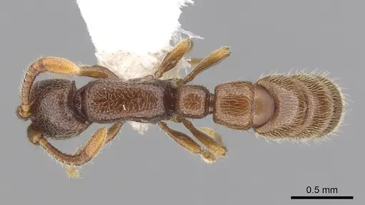 Zasphinctus steinheili specimen CASENT0249332 image casent0249332_1