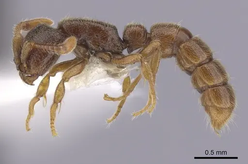Zasphinctus steinheili specimen CASENT0249332 image casent0249332_3