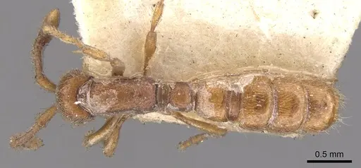 Zasphinctus steinheili specimen CASENT0902771 image casent0902771_1