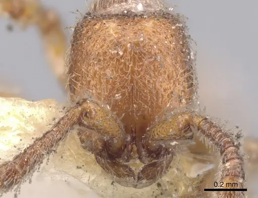 Zasphinctus steinheili specimen CASENT0902771 image casent0902771_2