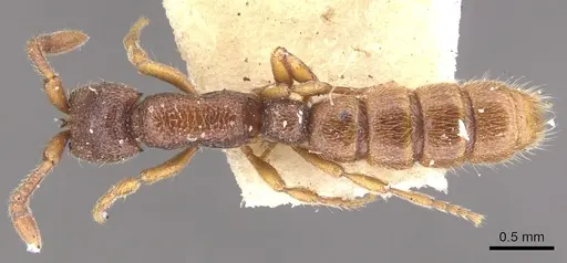 Zasphinctus steinheili specimen CASENT0902772 image casent0902772_1