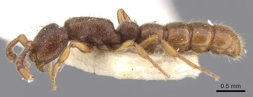 Zasphinctus steinheili specimen CASENT0902772 image casent0902772_3