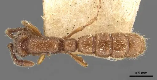 Zasphinctus steinheili specimen CASENT0907041 image casent0907041_1