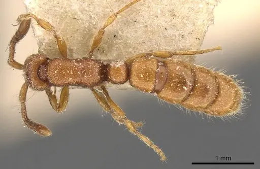 Zasphinctus steinheili specimen CASENT0907043 image casent0907043_1