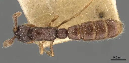 Zasphinctus steinheili specimen CASENT0907045 image casent0907045_1