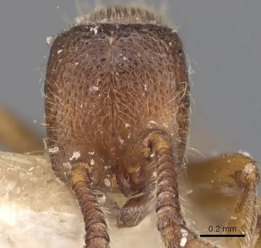 Zasphinctus steinheili specimen CASENT0907124 image casent0907124_2