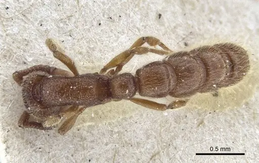 Zasphinctus steinheili specimen CASENT0916712 image casent0916712_1