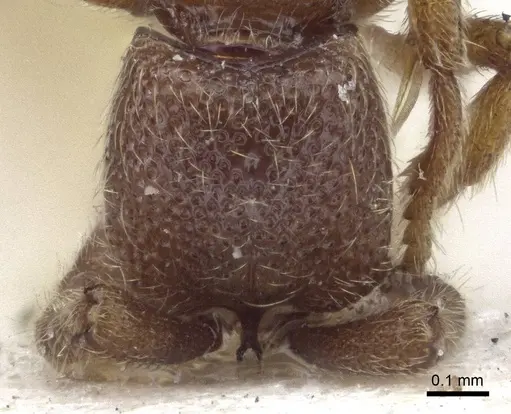 Zasphinctus steinheili specimen CASENT0916712 image casent0916712_2