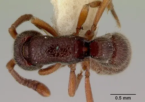 Zasphinctus trux specimen CASENT0172079 image casent0172079_1