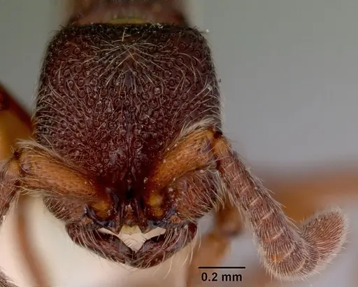 Zasphinctus trux specimen CASENT0172079 image casent0172079_2
