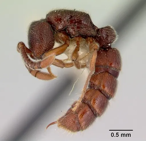 Zasphinctus trux specimen CASENT0172079 image casent0172079_3