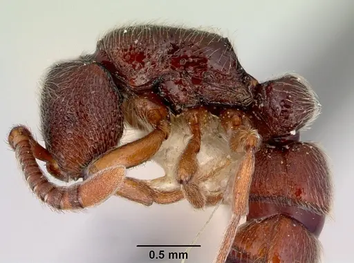 Zasphinctus trux specimen CASENT0172079 image casent0172079_4