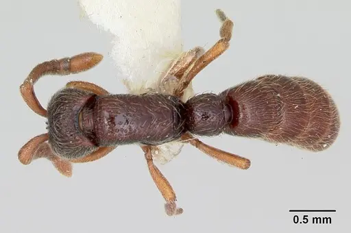 Zasphinctus trux specimen CASENT0173065 image casent0173065_1