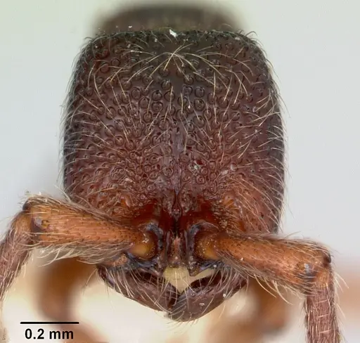 Zasphinctus trux specimen CASENT0173065 image casent0173065_2
