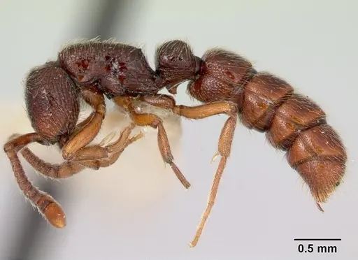 Zasphinctus trux specimen CASENT0173065 image casent0173065_3