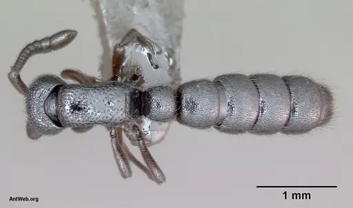 Zasphinctus trux specimen CASENT0173066 image casent0173066_1