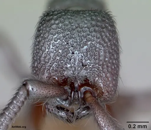 Zasphinctus trux specimen CASENT0173066 image casent0173066_2