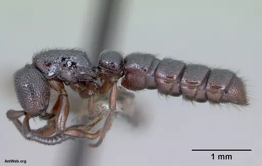 Zasphinctus trux specimen CASENT0173066 image casent0173066_3