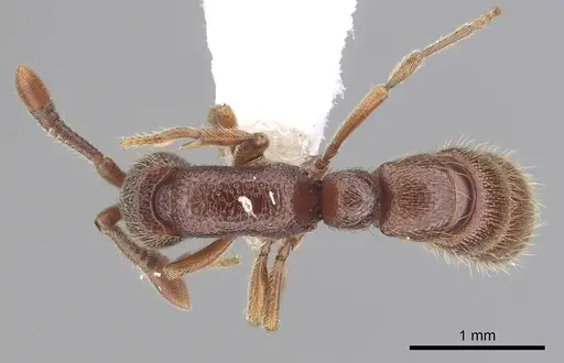 Zasphinctus trux specimen CASENT0249333 image casent0249333_1