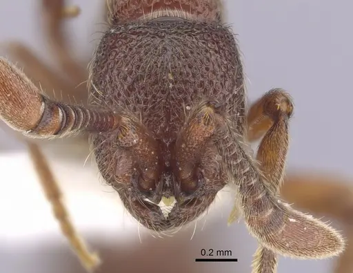 Zasphinctus trux specimen CASENT0249333 image casent0249333_2