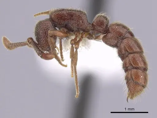 Zasphinctus trux specimen CASENT0249333 image casent0249333_3