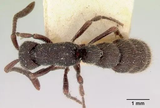 Zasphinctus turneri specimen CASENT0172085 image casent0172085_1