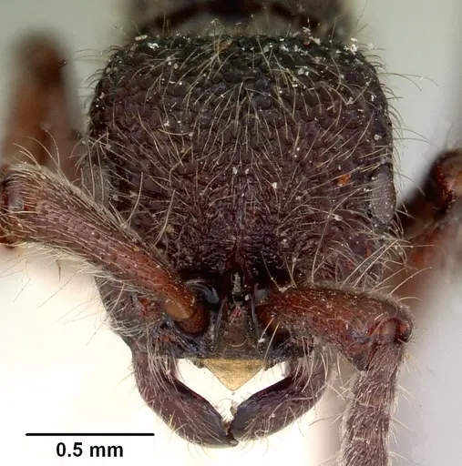 Zasphinctus turneri specimen CASENT0172085 image casent0172085_2
