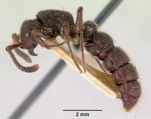Zasphinctus turneri specimen CASENT0172085 image casent0172085_3