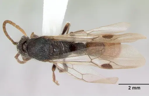 Zasphinctus turneri specimen CASENT0172969 image casent0172969_1