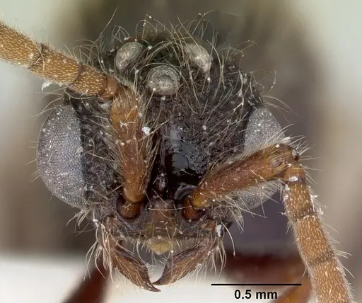 Zasphinctus turneri specimen CASENT0172969 image casent0172969_2
