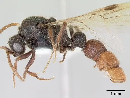 Zasphinctus turneri specimen CASENT0172969 image casent0172969_3