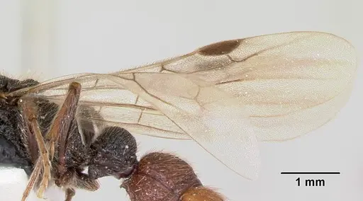 Zasphinctus turneri specimen CASENT0172969 image casent0172969_4