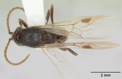 Zasphinctus turneri specimen CASENT0173067 image casent0173067_1