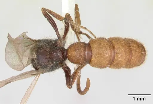 Zasphinctus turneri specimen CASENT0173067 image casent0173067_2