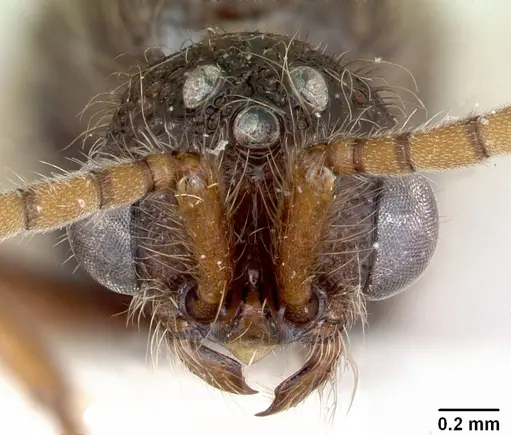 Zasphinctus turneri specimen CASENT0173067 image casent0173067_3