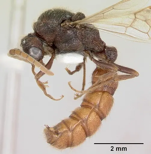 Zasphinctus turneri specimen CASENT0173067 image casent0173067_4