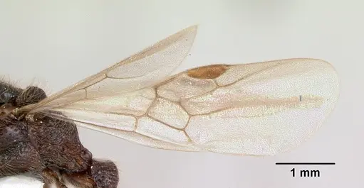 Zasphinctus turneri specimen CASENT0173067 image casent0173067_5