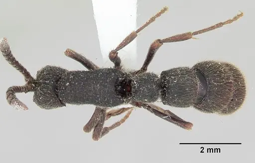 Zasphinctus turneri specimen CASENT0173068 image casent0173068_1