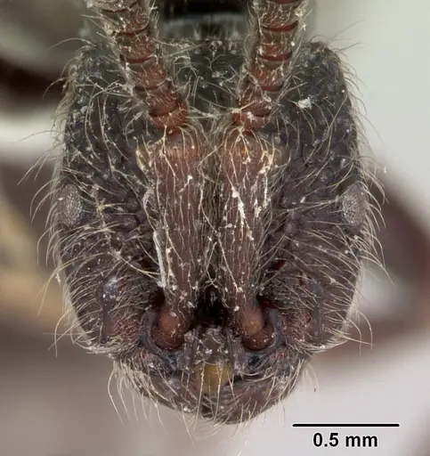 Zasphinctus turneri specimen CASENT0173068 image casent0173068_2