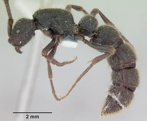 Zasphinctus turneri specimen CASENT0173068 image casent0173068_4