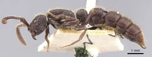 Zasphinctus turneri specimen CASENT0902768 image casent0902768_3