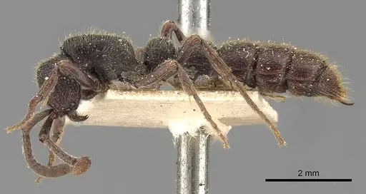 Zasphinctus turneri specimen CASENT0907040 image casent0907040_3