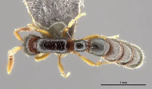 Zasphinctus wilsoni specimen MCZ-ENT00512764 image mcz-ent00512764_1
