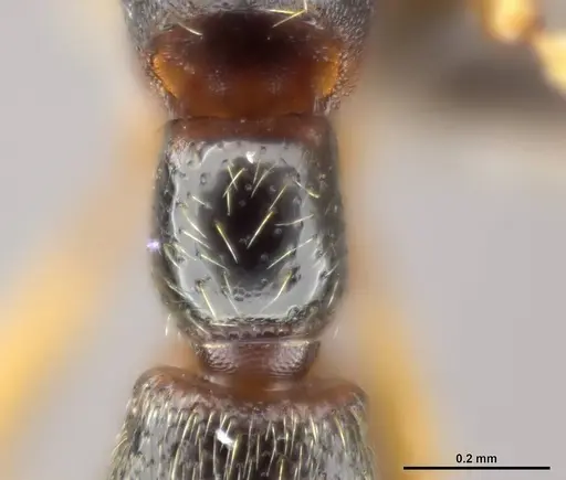 Zasphinctus wilsoni specimen MCZ-ENT00512764 image mcz-ent00512764_2