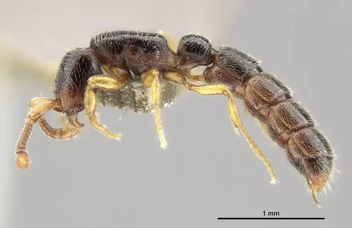 Zasphinctus wilsoni specimen MCZ-ENT00512764 image mcz-ent00512764_4