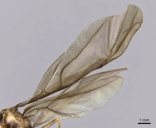 Zatania gloriosa specimen CASENT0604270 image casent0604270_4