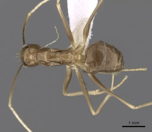 Zatania gloriosa specimen CASENT0618628 image casent0618628_1