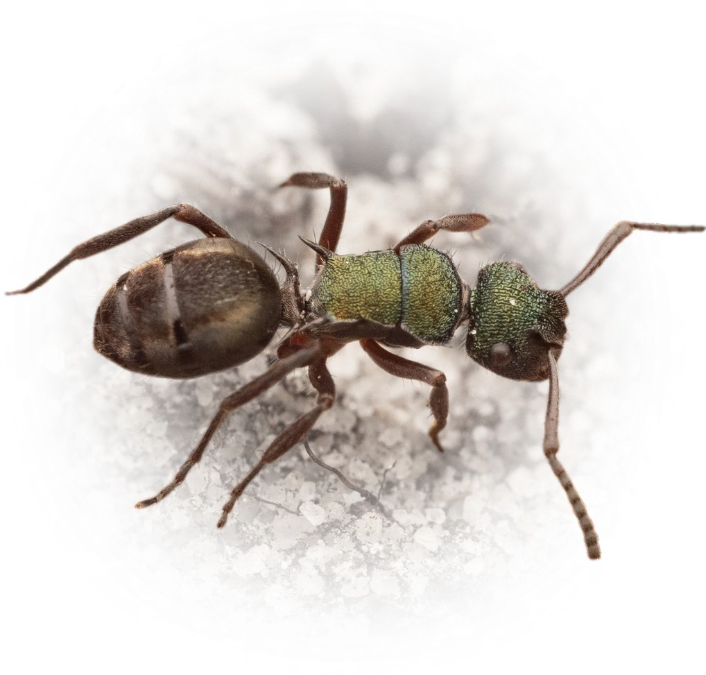Scientific illustration of Polyrhachis hookeri ant - showing key identification features including head, thorax, and gaster.