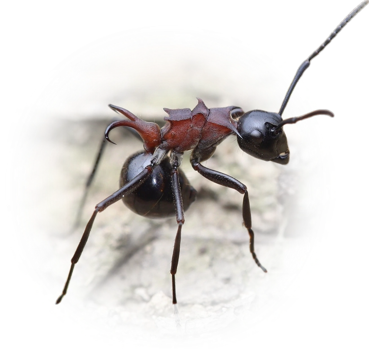 Scientific illustration of Polyrhachis lamellidens ant - showing key identification features including head, thorax, and gaster.